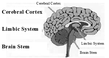 Diagram of the three parts of the brain: Cerebral Cortex, Limbic System, and Brain Stem